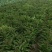 甄选莴笋开封莴苣三青皮莴笋红叶香莴苣大量供应