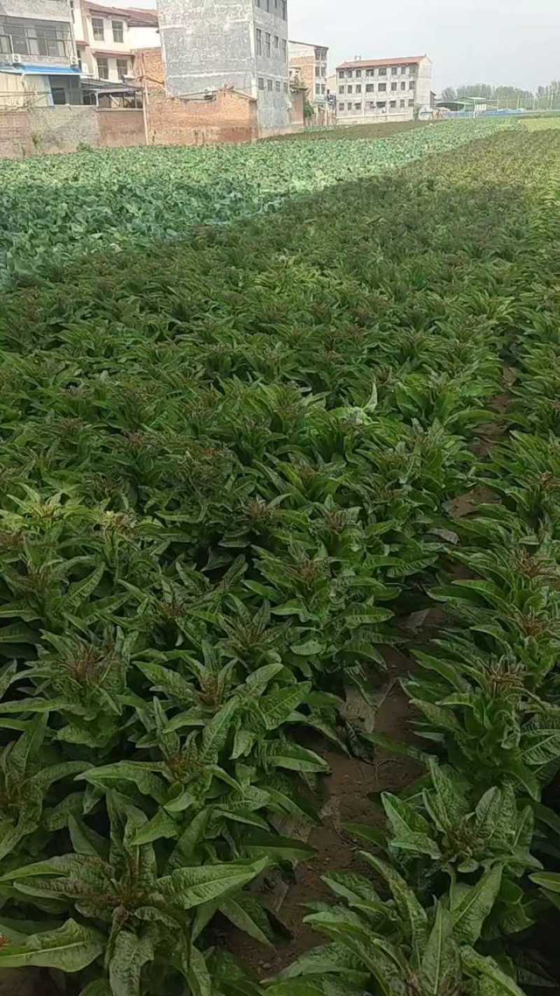 甄选莴笋开封莴苣三青皮莴笋红叶香莴苣大量供应