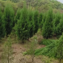 松柏30一200公分不脱脚饱满高速墓地造林用基地直销