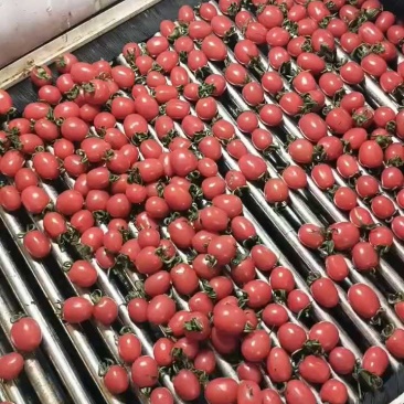 千禧圣女果大量现货供应中产地一手货源可全国发货