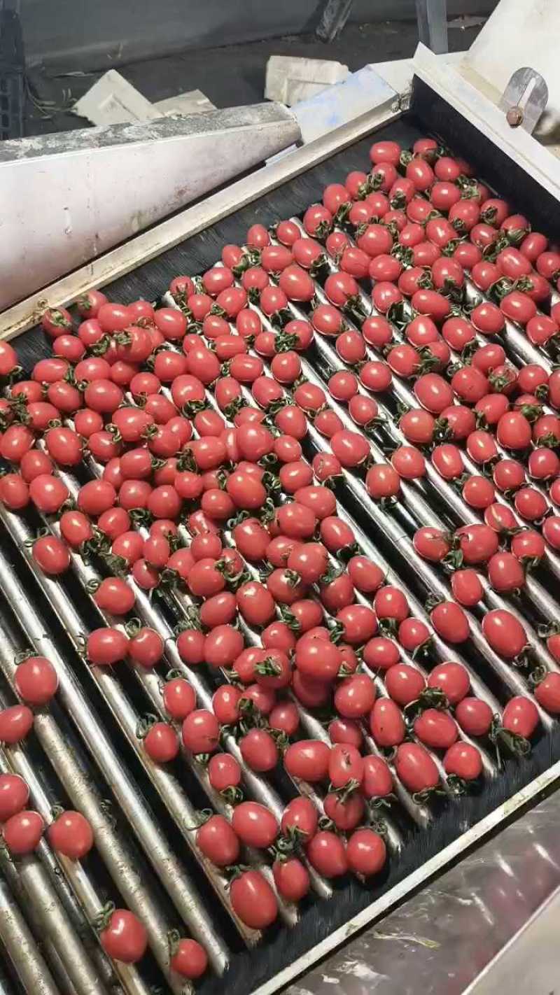 千禧圣女果大量现货供应中产地一手货源可全国发货