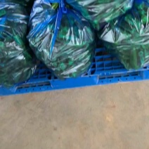 辣椒/青椒/东台辣椒/鲜辣椒/东台青椒/泡椒基地供应全国