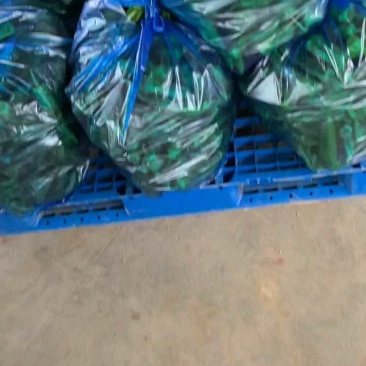 辣椒/青椒/东台辣椒/鲜辣椒/东台青椒/泡椒基地供应全国