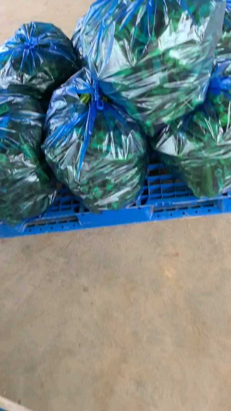 辣椒/青椒/东台辣椒/鲜辣椒/东台青椒/泡椒基地供应全国