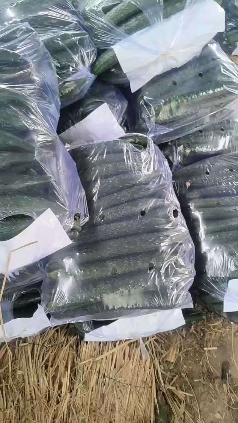 一等黄瓜打包发车，发往上海！