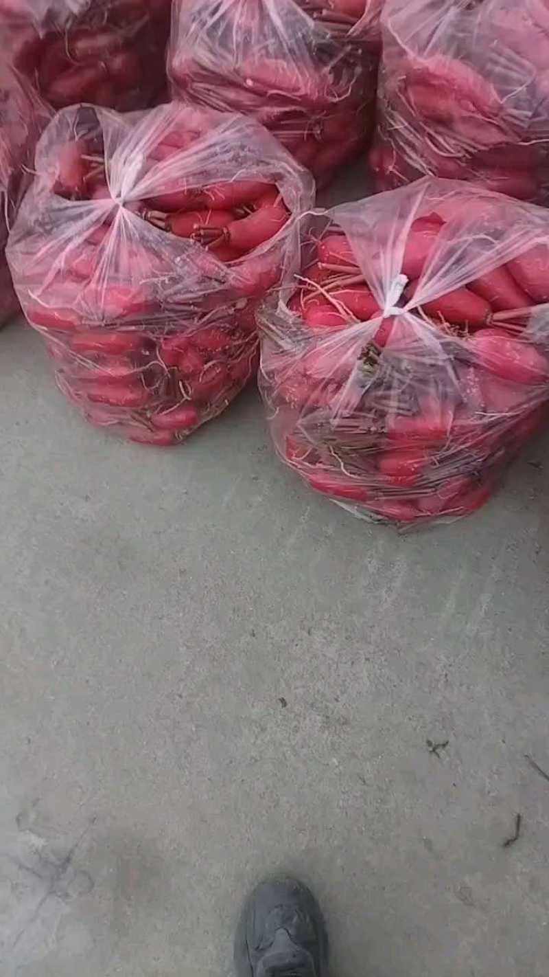 红皮萝卜20起步，18元，郫都产地直供。