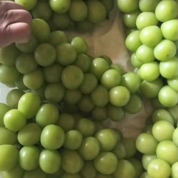 葡萄/阳光玫瑰/种植基地直供/对接批发市场采购代办代收