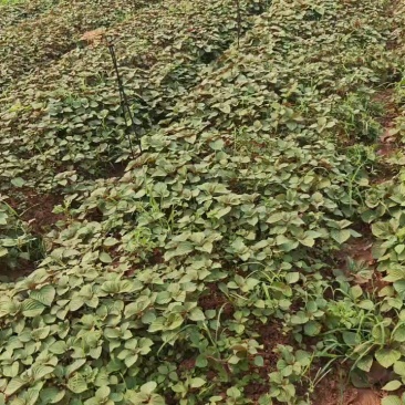 双色紫苏苗可食用一件代发供应链支持大量批发采购