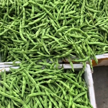 大青豆