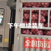 河北定州洋葱大量上市