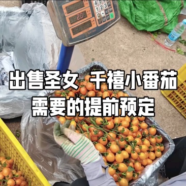 四川攀枝花千禧圣女果货源充足品质保证专业对接商超批发市场