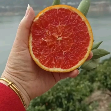 中华红橙，血橙红心橙电商，社团，市场等大型批发