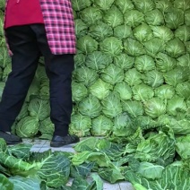 精品推荐邯郸永年中甘21甘蓝大量上市产地直供