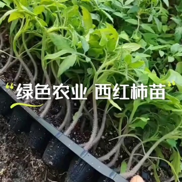 西红柿苗基地现货，可定植，速联系！