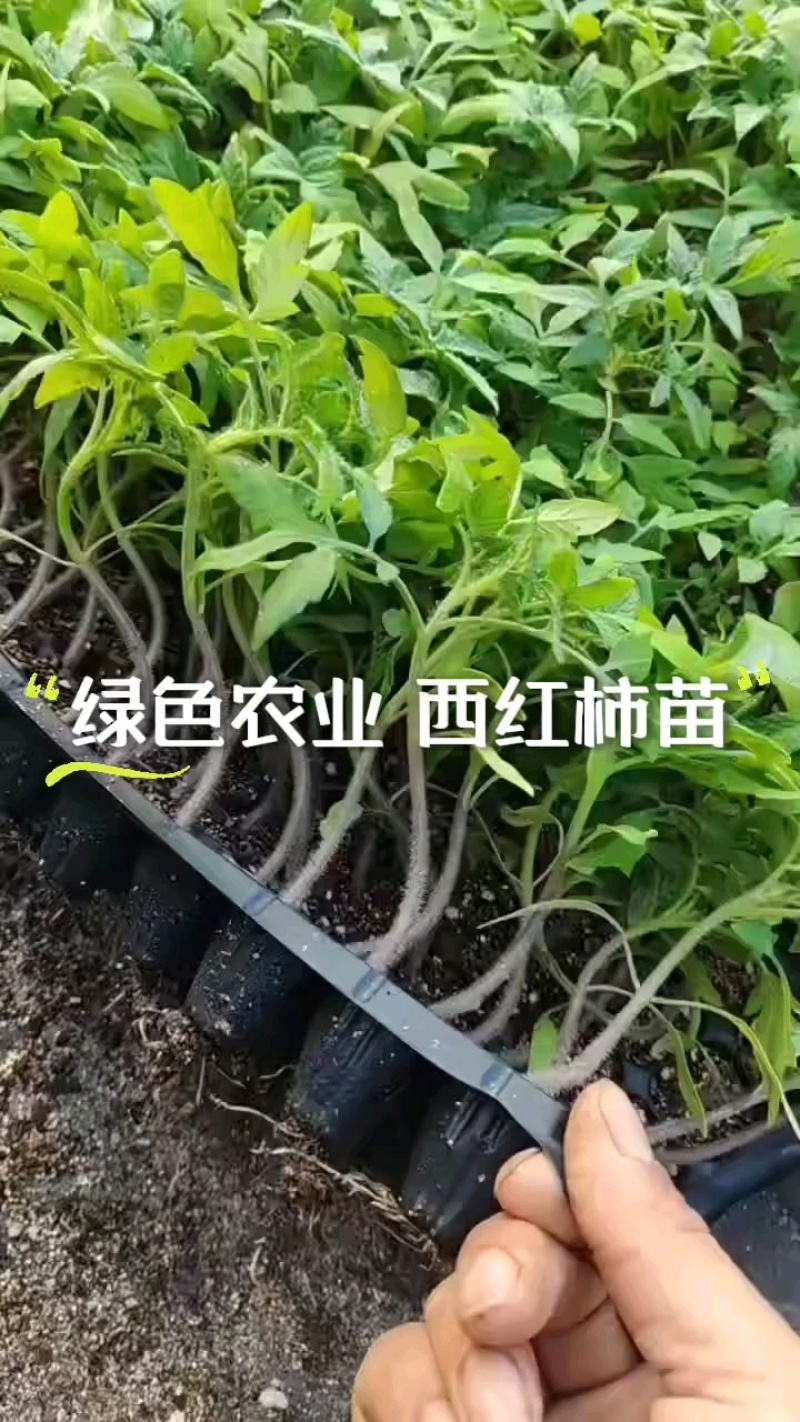 西红柿苗基地现货，可定植，速联系！