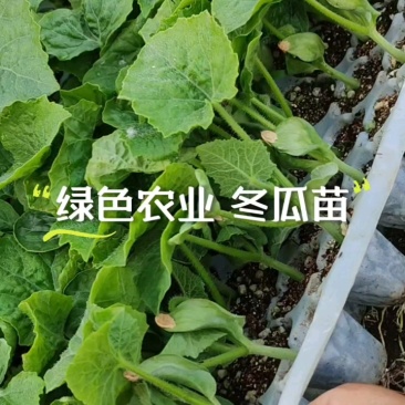 大黑冬瓜苗现货，基地直供，可定制！
