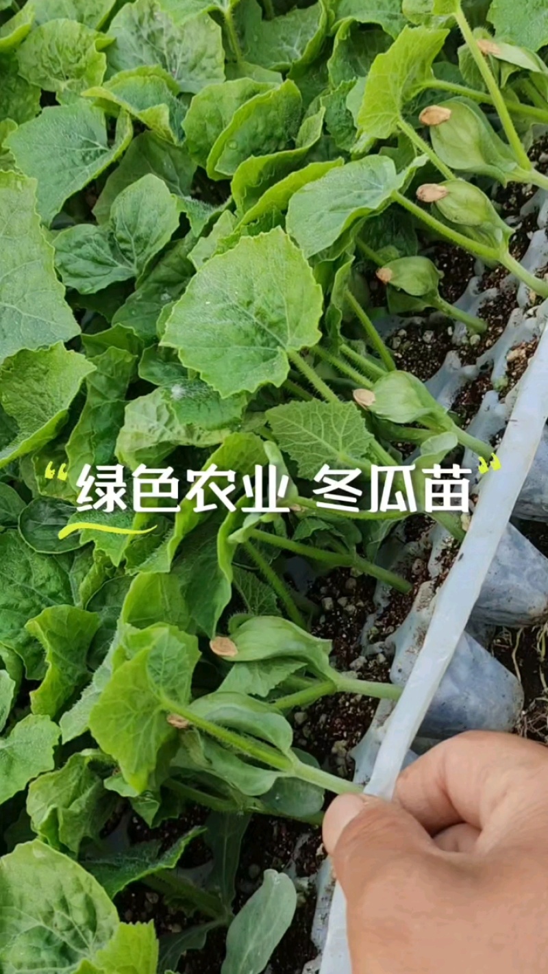 大黑冬瓜苗现货，基地直供，可定制！