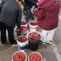 美早大樱桃18元，需要的老板联系！