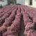 山东红皮紫洋葱山东圆葱产地直销货源充足全国发货保质保量