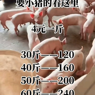 猪场备案车免费送猪【猪到付款健康第一防疫检疫齐全】