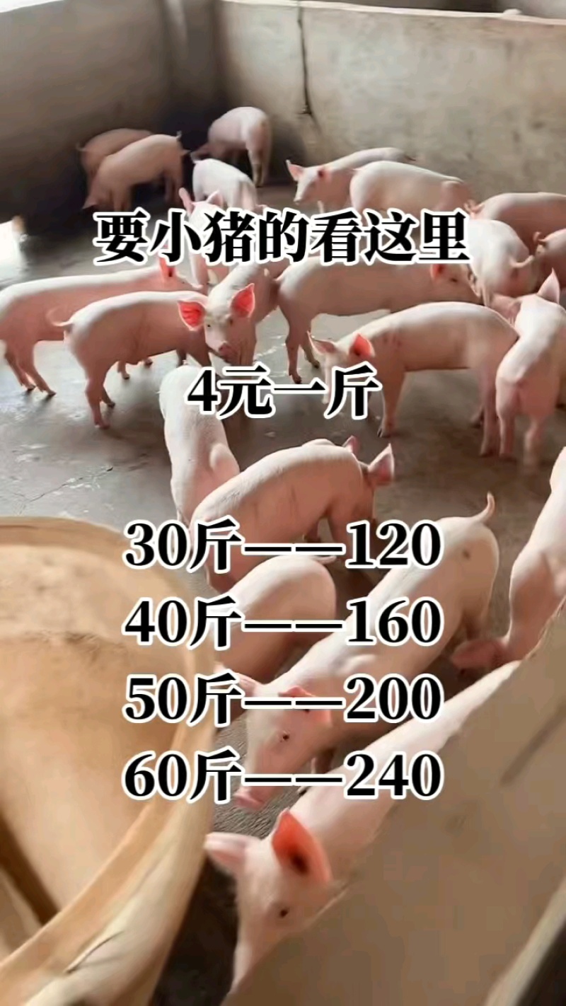 猪场备案车免费送猪【猪到付款健康第一防疫检疫齐全】