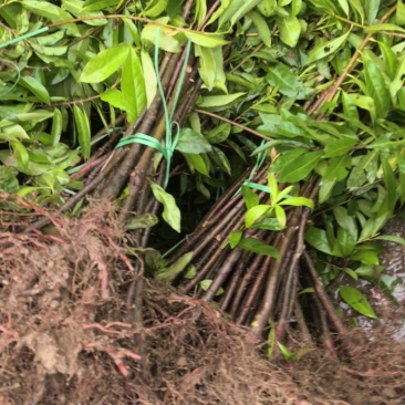 一年生两年生木荷苗江西木荷苗湖南木荷苗荷苗