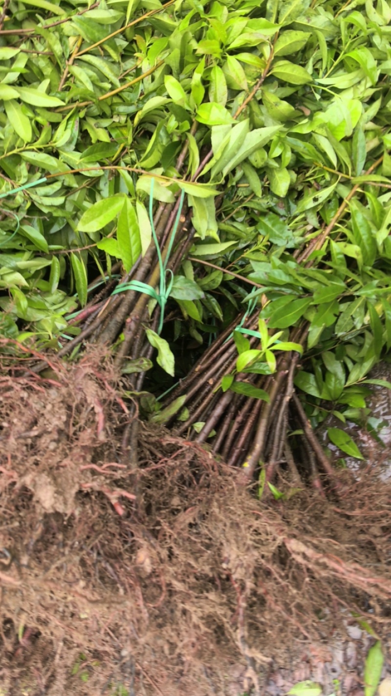 一年生两年生木荷苗江西木荷苗湖南木荷苗荷苗