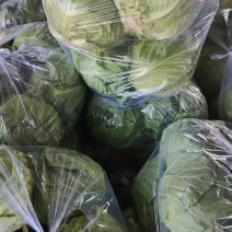 中甘甘蓝山东聊城方亩蔬菜基地甘蓝绿包菜大量上市