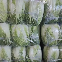 精品黄心大白菜山东聊城大白菜大量供应中需要的客户联系我