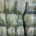 精品黄心大白菜山东聊城大白菜大量供应中需要的客户联系我