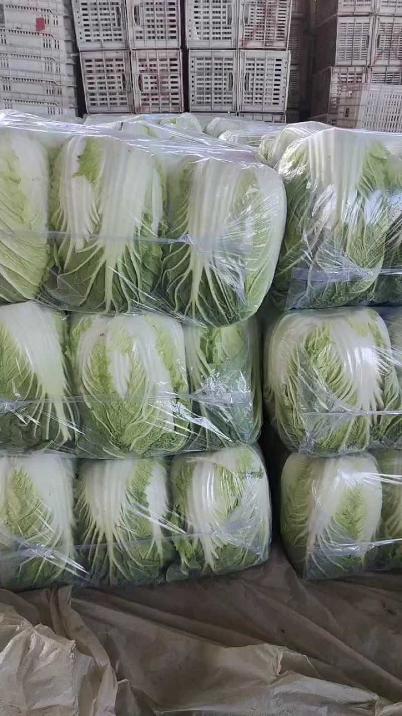 精品黄心大白菜山东聊城大白菜大量供应中需要的客户联系我