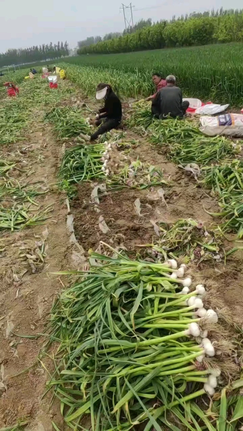 一级货小个，正在出货装车！
