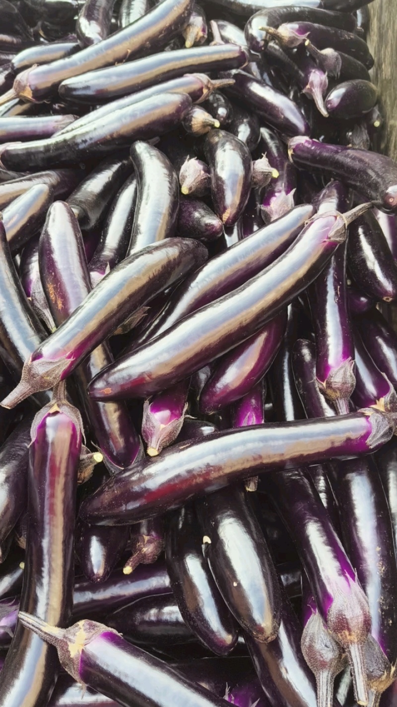 茄子，烧烤茄，紫色长茄，产地现货，大量供应，量大从优