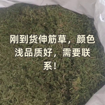 （热销）伸筋草一手货源严于品质实物拍摄祥泰药材栈欢迎购