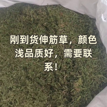 （热销）伸筋草一手货源严于品质实物拍摄祥泰药材栈欢迎购