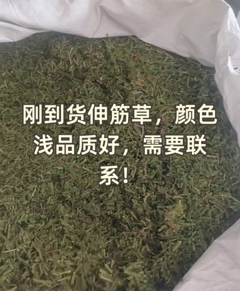 （热销）伸筋草一手货源严于品质实物拍摄祥泰药材栈欢迎购