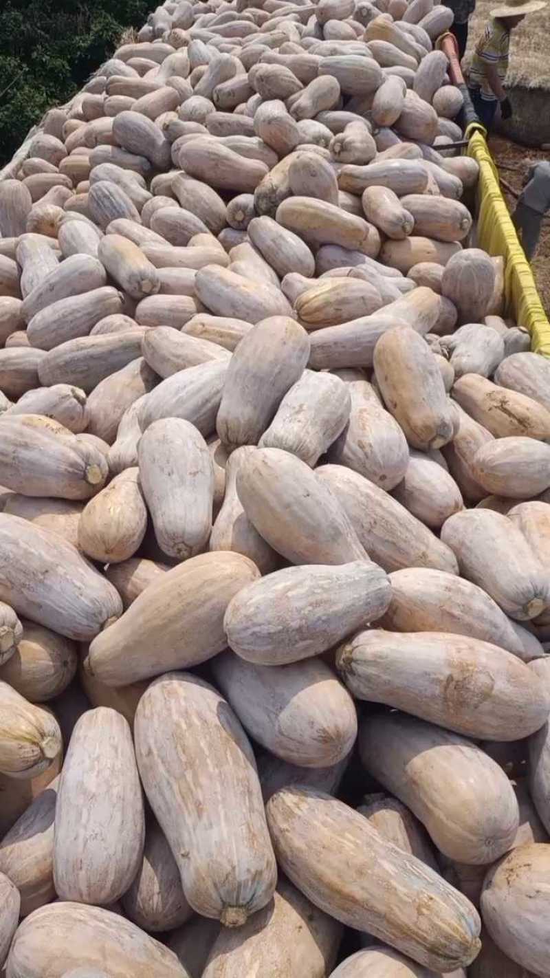 海南密本南瓜