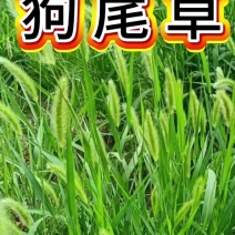 狗尾巴草种子野草种杂草种籽狗尾草种子耐旱绿化观赏草籽护坡
