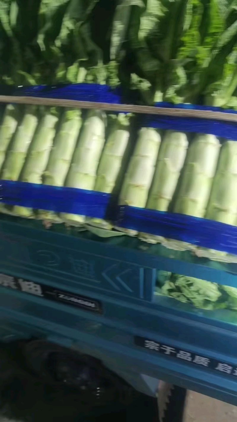 兰陵红尖叶莴笋大量有货青皮青肉，有需要的老板随时联系