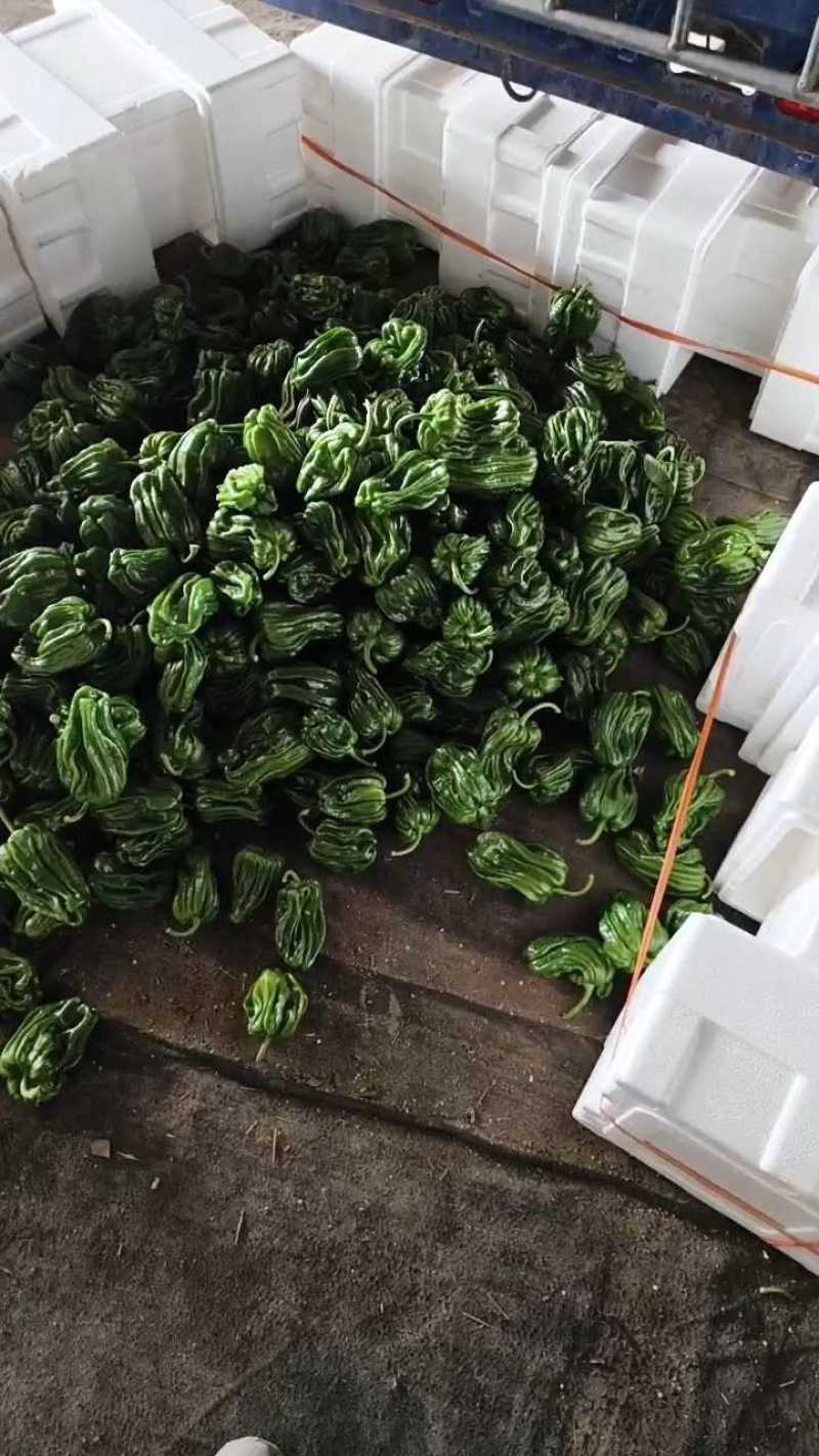河北精品螺丝椒产地一手货源全国发货欢迎随时联系看货