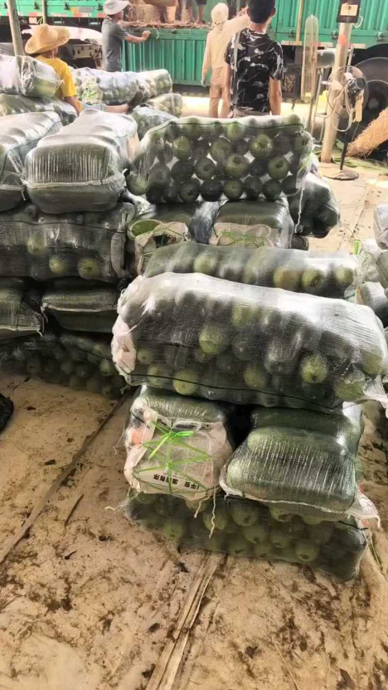 吊小米冬瓜（毛节瓜）
