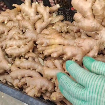 小黄姜优质小黄姜产地批发精品小黄姜品质好全国物流发货