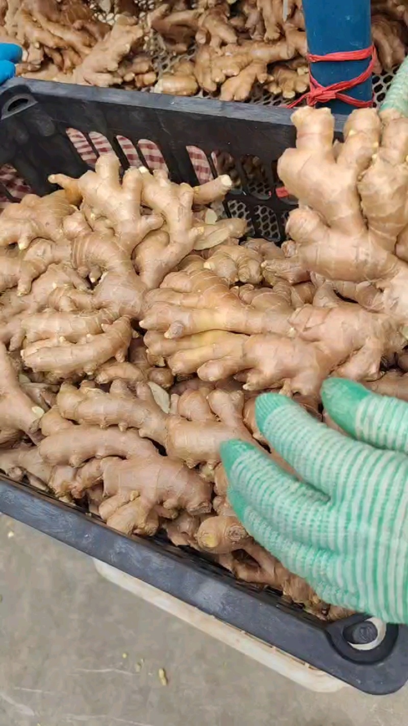 小黄姜优质小黄姜产地批发精品小黄姜品质好全国物流发货