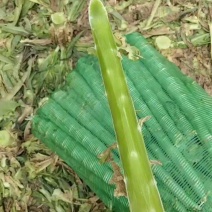 莴笋杆子宿州埇桥，红尖叶，三青莴笋杆子，无空心，无起泡