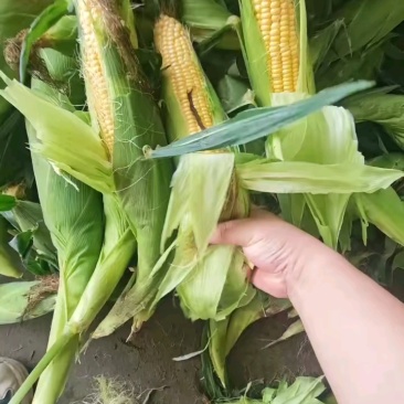 水果玉米花超玉米白糯玉米，甜玉米，产地一手货源，对接全国