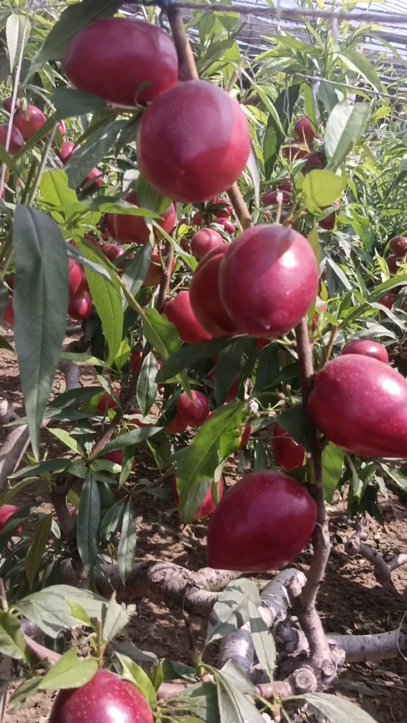 推荐山东冠县中油油桃4号5号大量上市欢迎各大平台市场合作