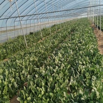 规格齐全菠菜保质保量价格美丽订多包送产地直发