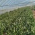 规格齐全菠菜保质保量价格美丽订多包送产地直发