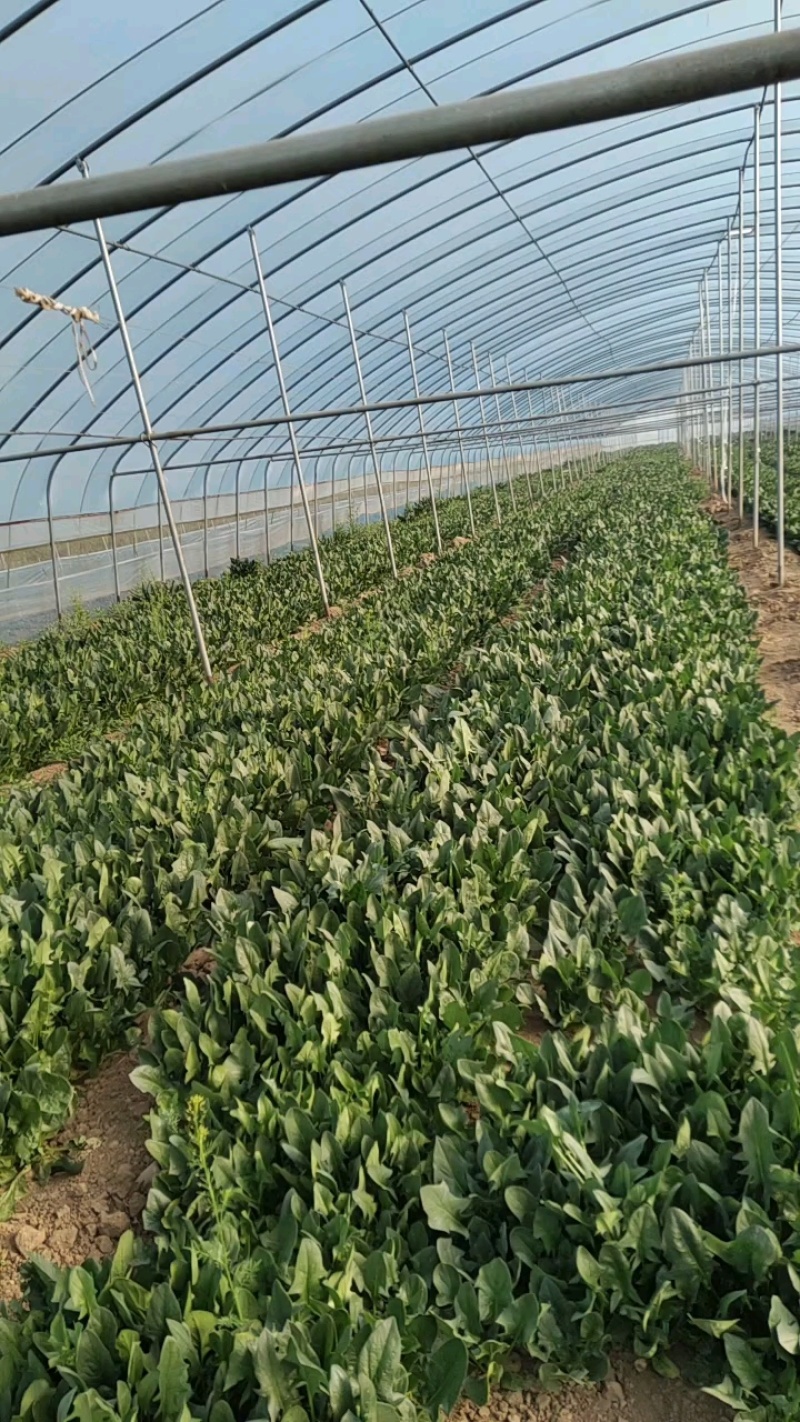 规格齐全菠菜保质保量价格美丽订多包送产地直发