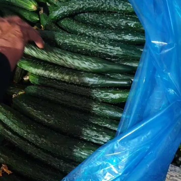 夏邑县油亮精品鲜黄瓜黑条密刺青瓤青肉基地代收代发